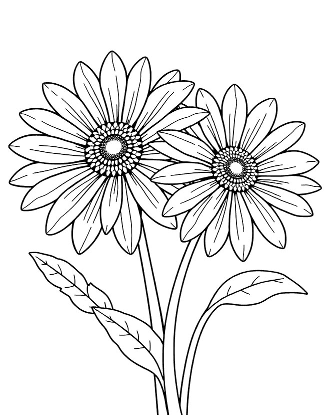 Aster flower in the wild coloring page